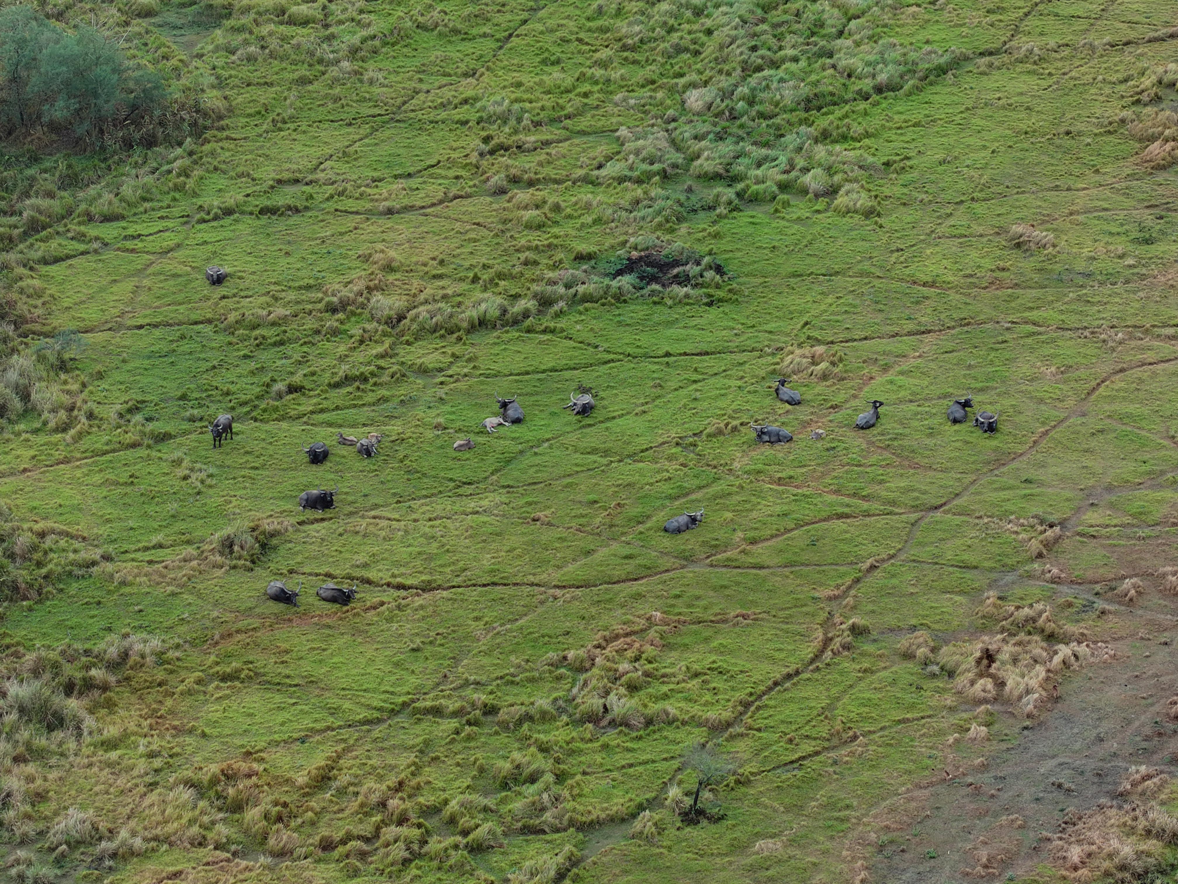 wild buffalo will be transferred from Kaziranga Madhya Pradesh