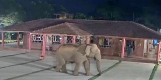 Wild elephant spotted in front of Kottegahara Homestay