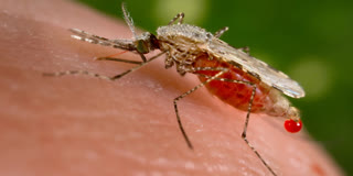 National Dengue Day celebrated in Dhubri