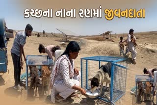 કચ્છના નાના રણમાં જીવનદાતા, શ્વાનોનું રેસ્ક્યુ કરતી રાજકુમારી દુબેનું ભગીરથ કાર્ય