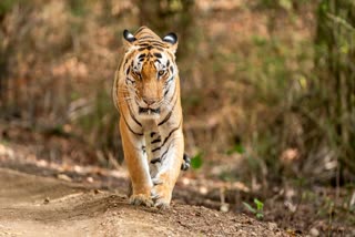 SAGAR NAURADEHI TIGER RESERVE