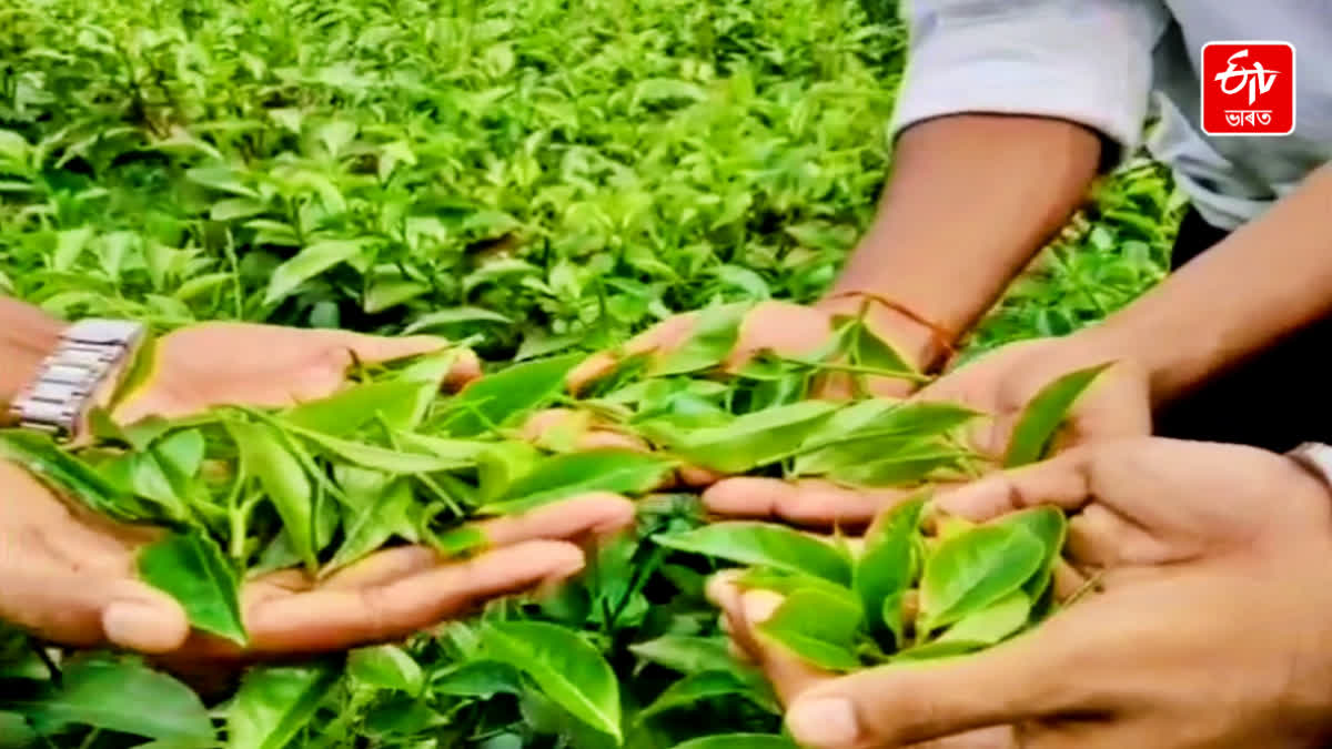 SMALL TEA GARDEN MANAGEMENT IN KALIABOR COLLEGE