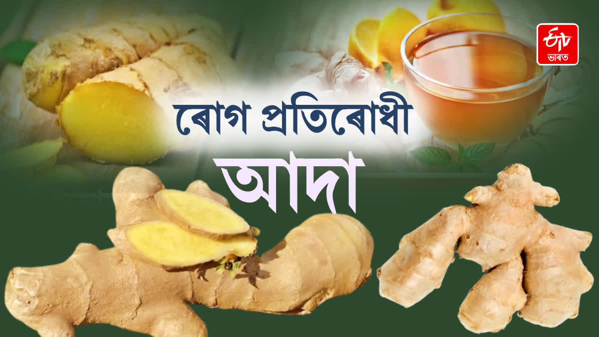 know about the affects of daily ginger consume