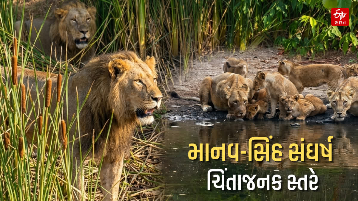 અમરેલીમાં માનવ-સિંહ સંઘર્ષ ચિંતાજનક સ્તરે