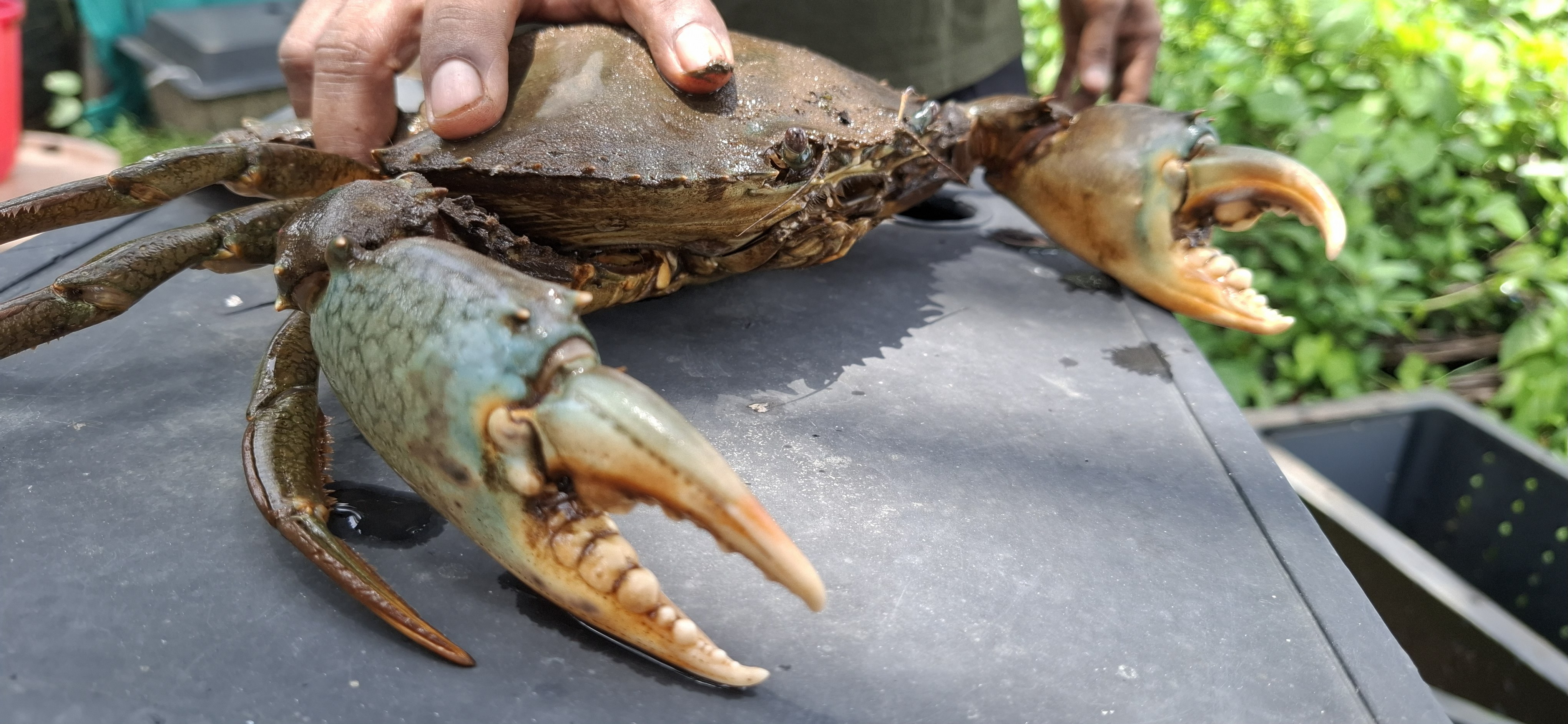 CRAB CULTIVATION  MUD CRAB  KASARGOD CRAB CULTIVATION  IMPORTANCE OF CRAB