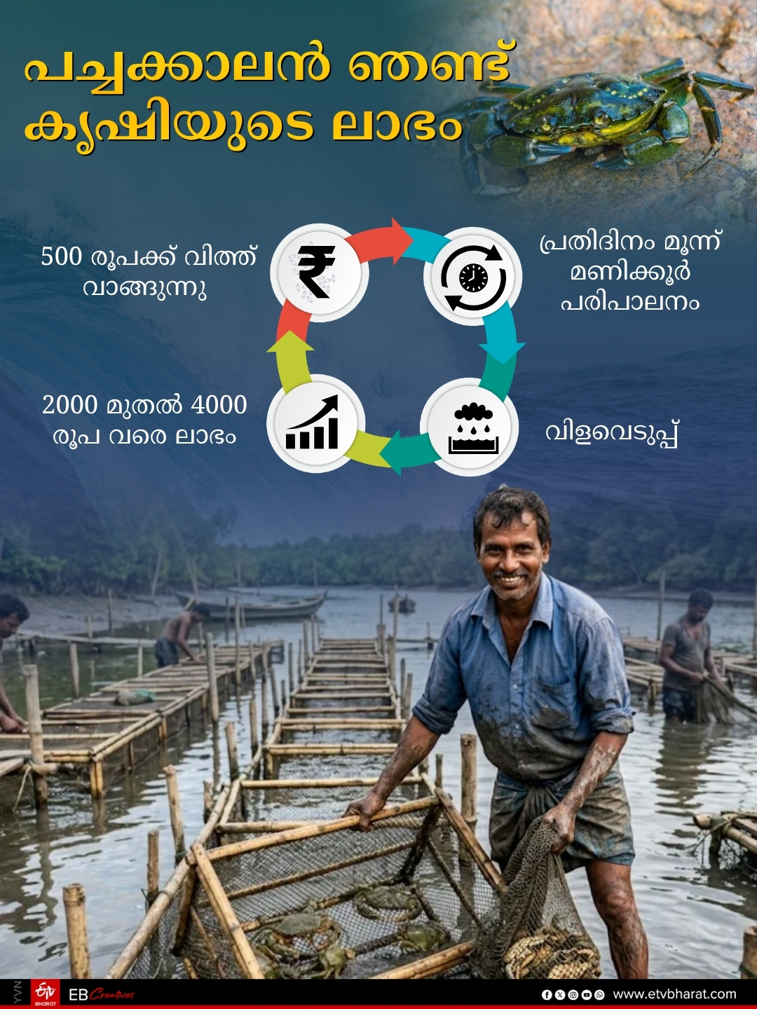 CRAB CULTIVATION  MUD CRAB  KASARGOD CRAB CULTIVATION  Success Story