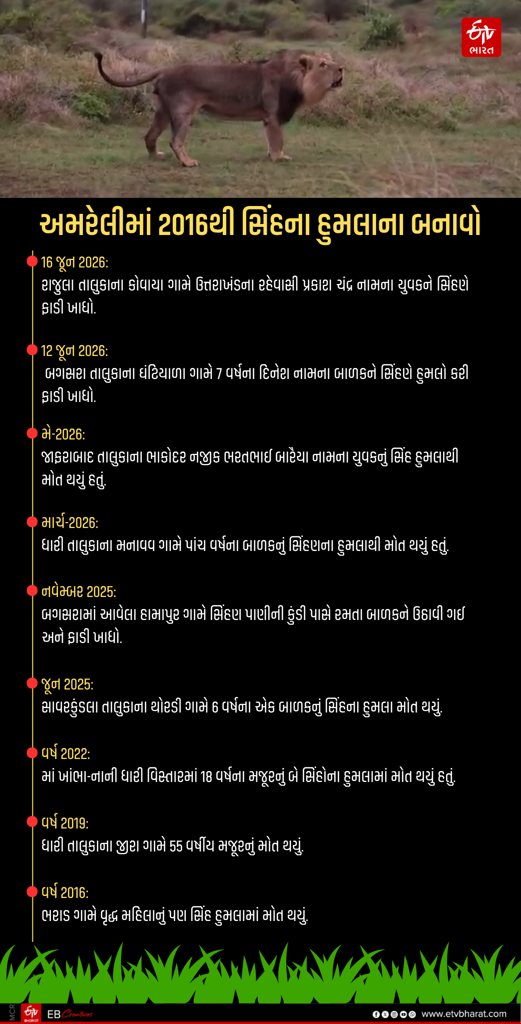 અમરેલીમાં સિંહના માનવ પર હુમલાની ઘટનાઓ