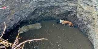 Gujarat: Lioness, Dog Trapped In Well For Hours, Rescued Safely