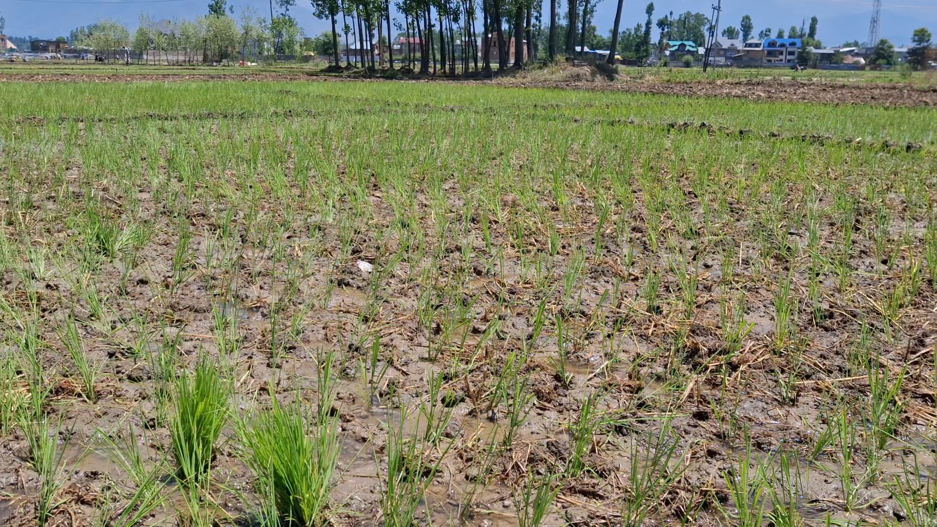 A dried up paddy field due to lack of irrigation in Kulgam