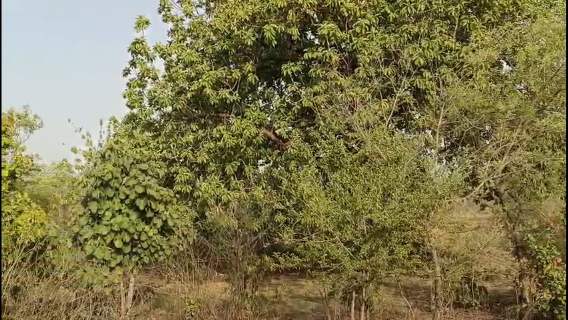 PARENTS OF 10K TREE REWA