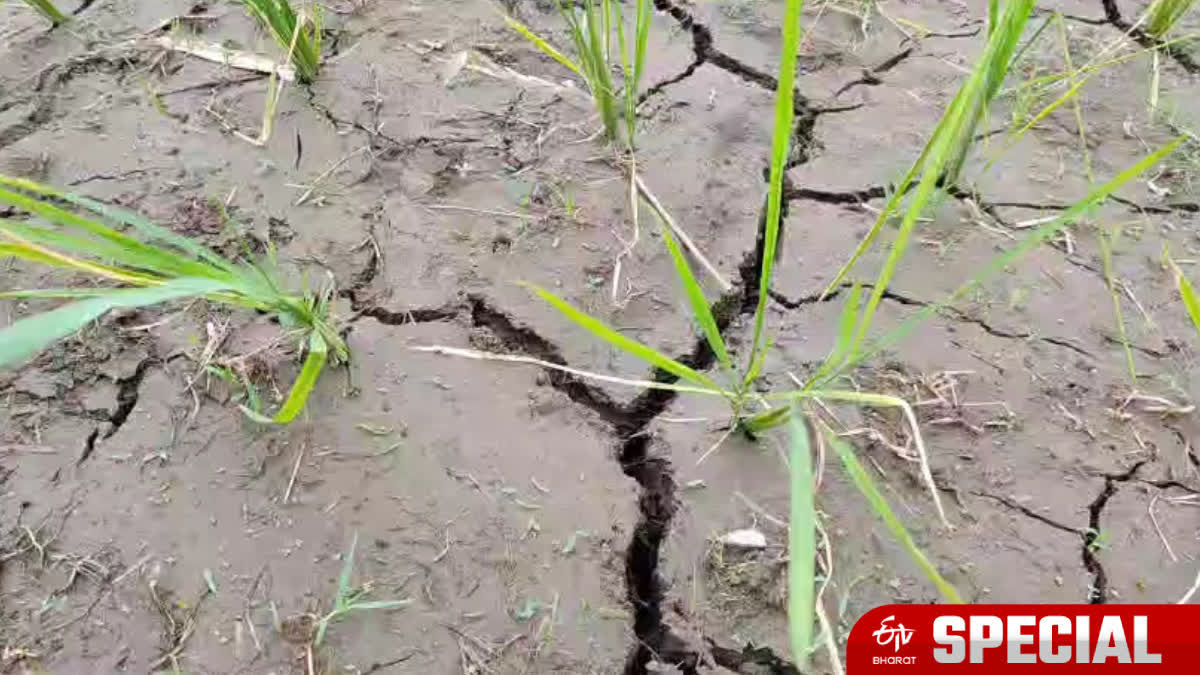 Farmers are staring at huge losses in Aman cultivation.