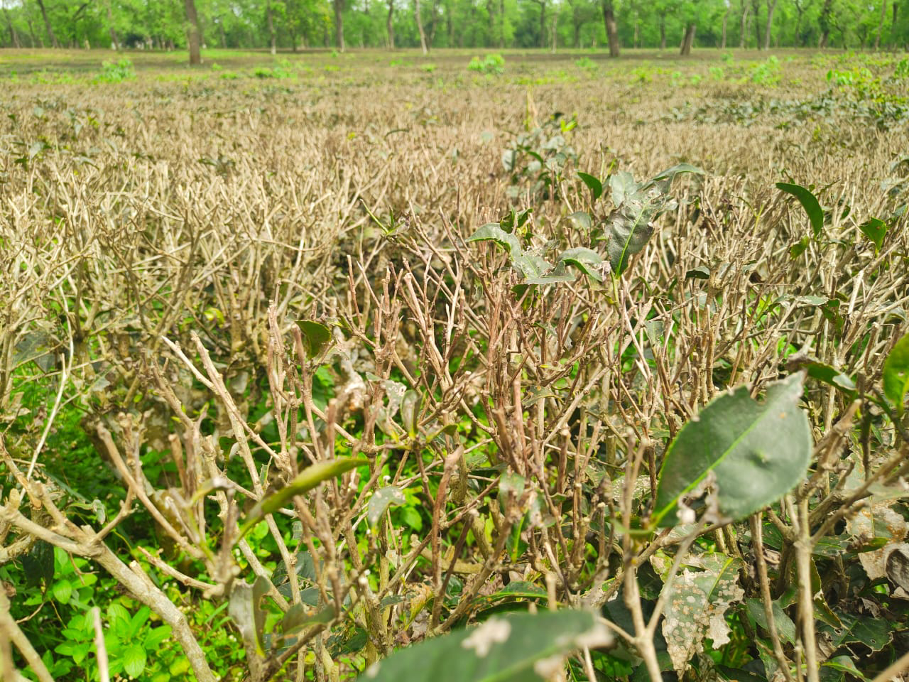 Rising temperature has led to an increase in pest attacks.