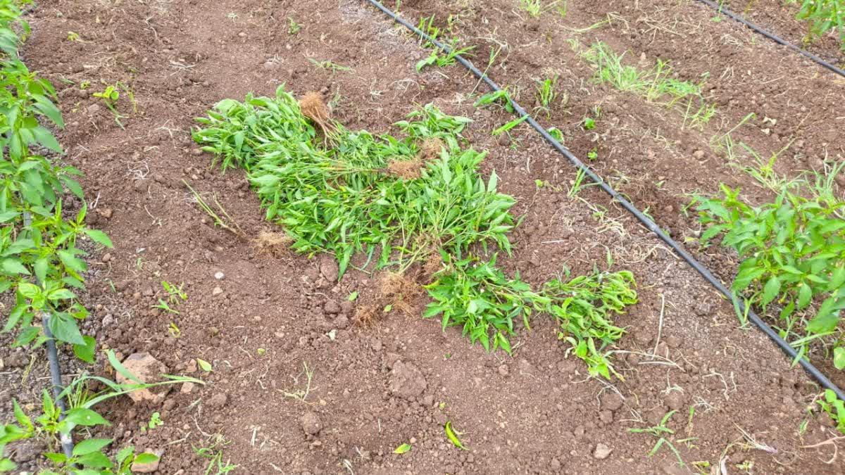 BARWANI CHILI CROP DESTROYED