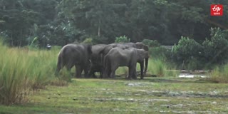 Wild Elephant