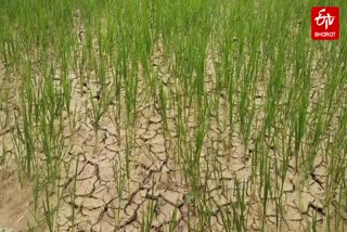 LACK OF RAIN MCB