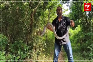 World snake day, nature lover urged not to kill snakes in Dhuburi