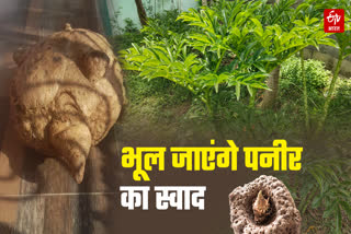 SHAHDOL JIMIKAND