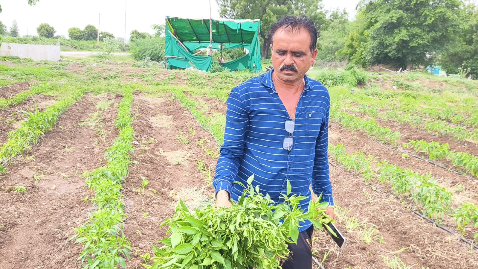 BARWANI FARMERS WORRIED