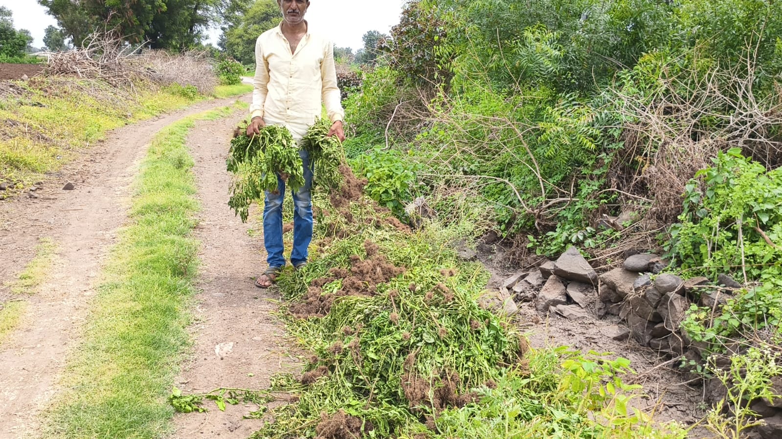 CHILI CROP DESTROYED