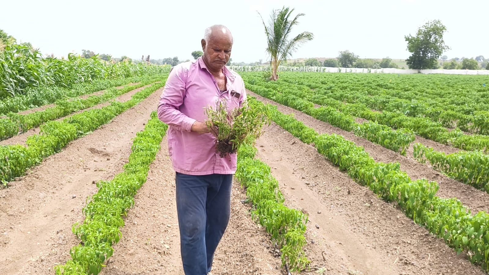 90 PERCENT CHILI CROP DESTROYED