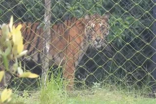 Royal Bengal tiger death