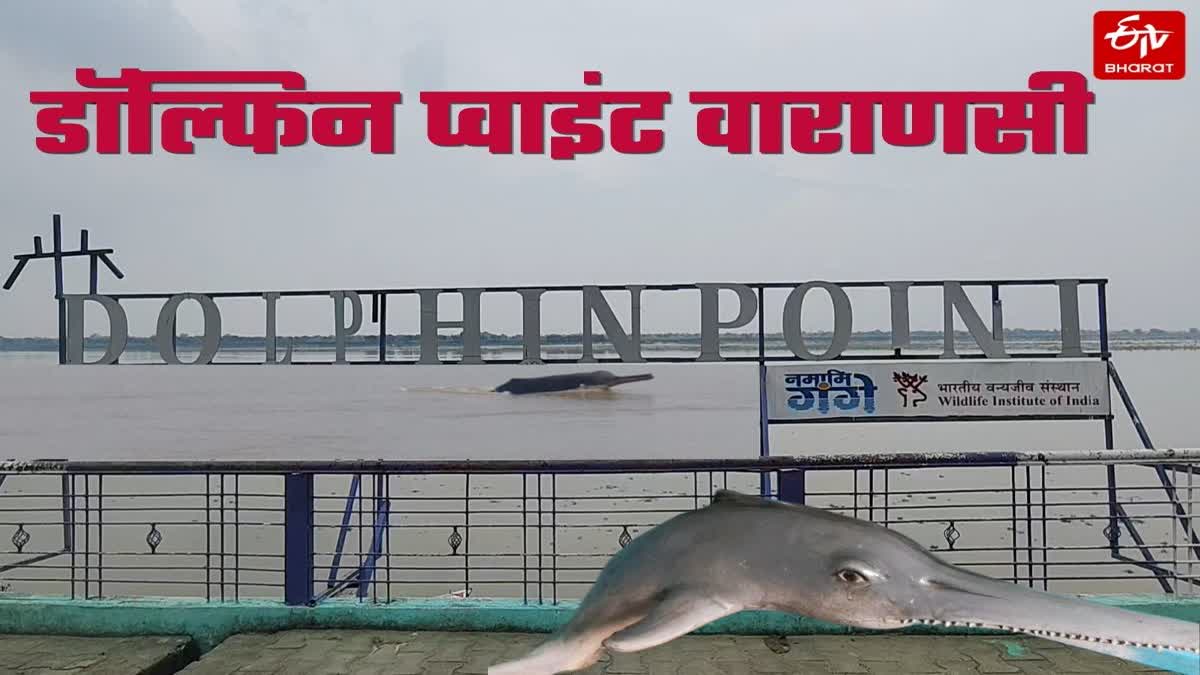 वाराणसी में तैयार हुए दो डॉल्फिन प्वाइंट.