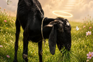 AC, Bed, And Holy Water: Dead Goat Gets A Heartfelt Family Send-off In Madhya Pradesh