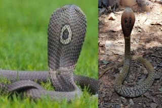 Snake Habitats and the Need to Protect Biodiversity