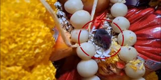 Mouse Sits in Ganesha Lap