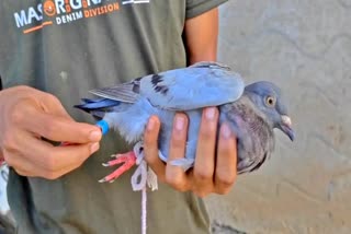 Suspect Pigeon Rescued