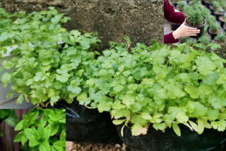 8 kitchen herbs you can easily grow at home, even if you don't have a garden