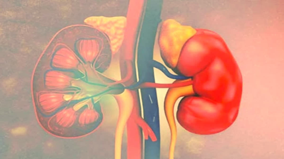 Scientists have created a universal kidney, eliminating the need to search for a donor.