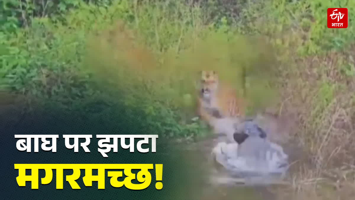 CROCODILE ATTACKED A TIGER
