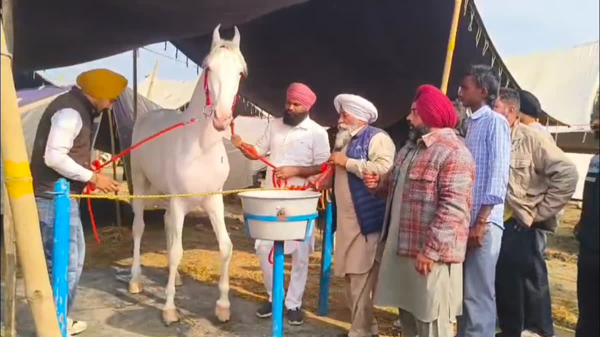 Pratap Roop, Punjab's Rs 1 Crore Superstar Horse, Steals The Show At Kurukshetra Animal Fair