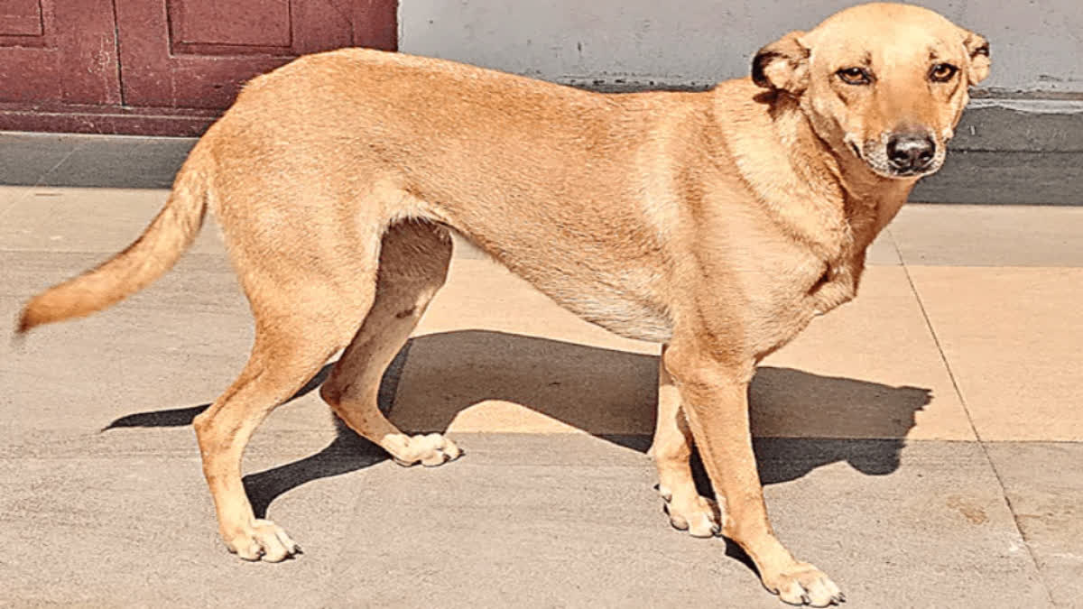 Khammam Veterinary Hospital