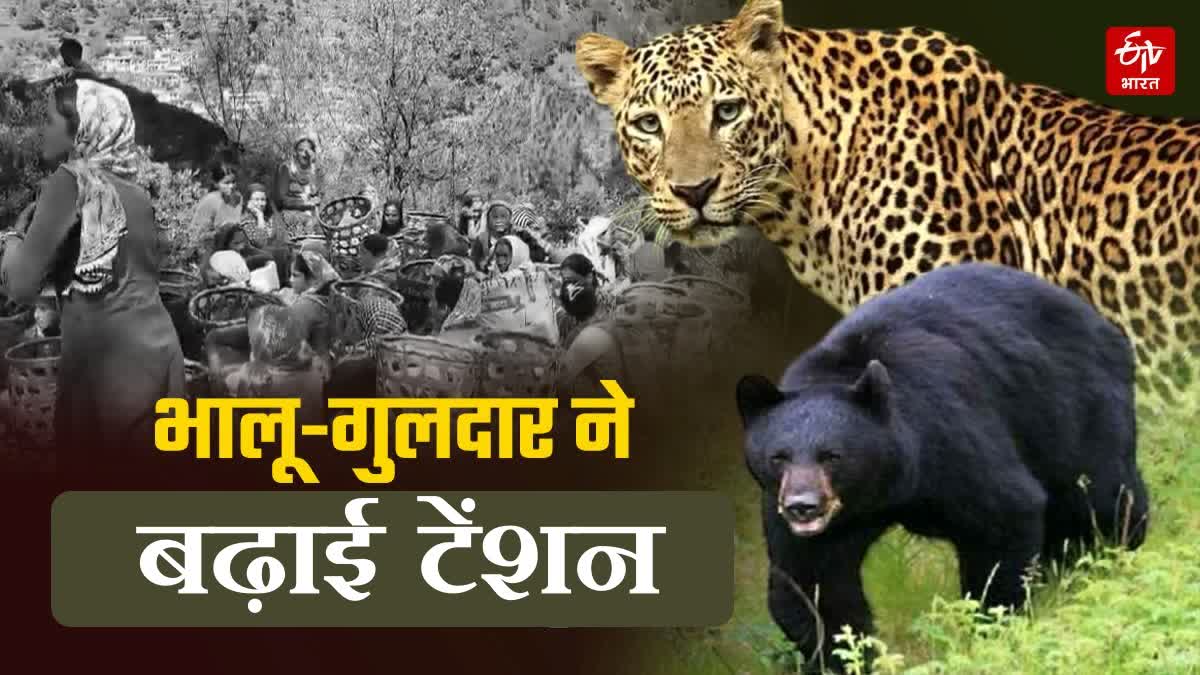 bear and leopard terror in Rudraprayag