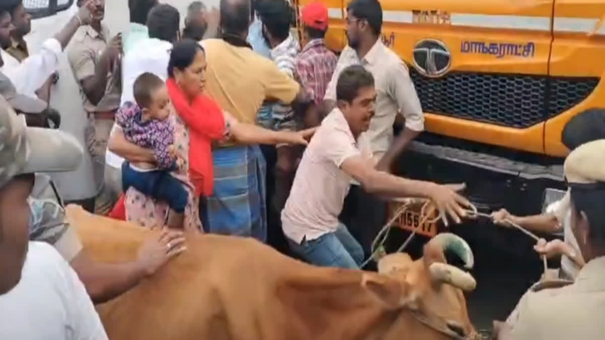 திருப்பூரில் போராட்டத்தில் அவிழ்த்துவிடப்பட்ட மாடுகள்... பெரும் பரபரப்பு