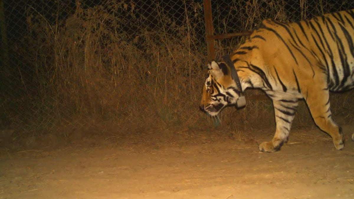 T-2408 entering the forest from the enclosure