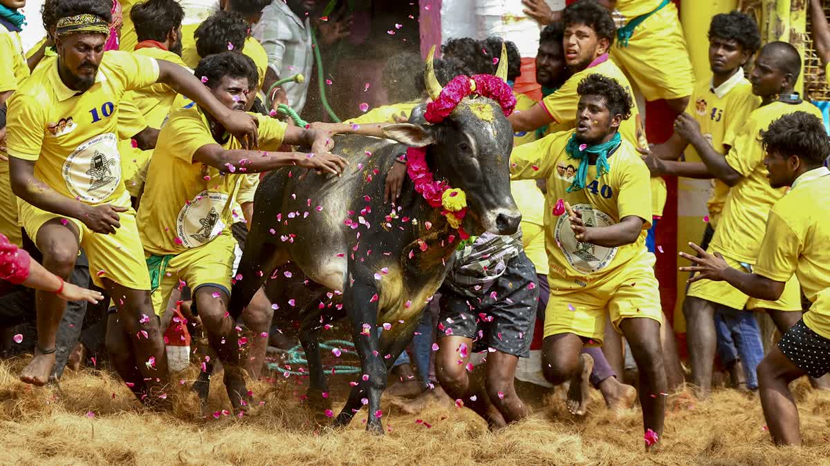 Participants attempt to subdue a bull during Jallikattu, the traditional bull-taming sport held on Mattu Pongal amid Tamil Nadu's Pongal harvest festival celebrations, in Madurai