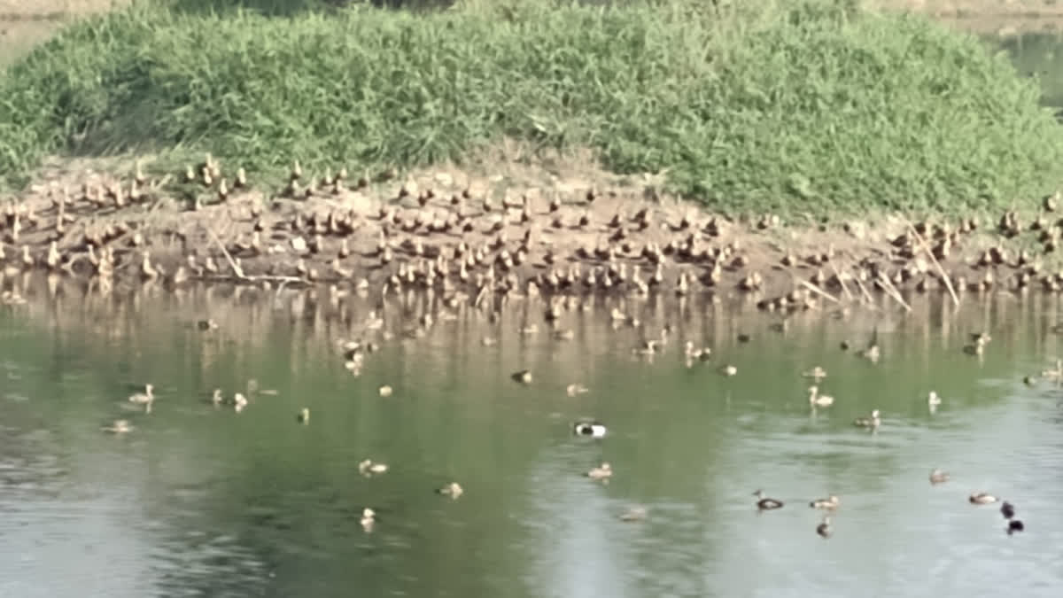 Migratory birds give a miss to Patna