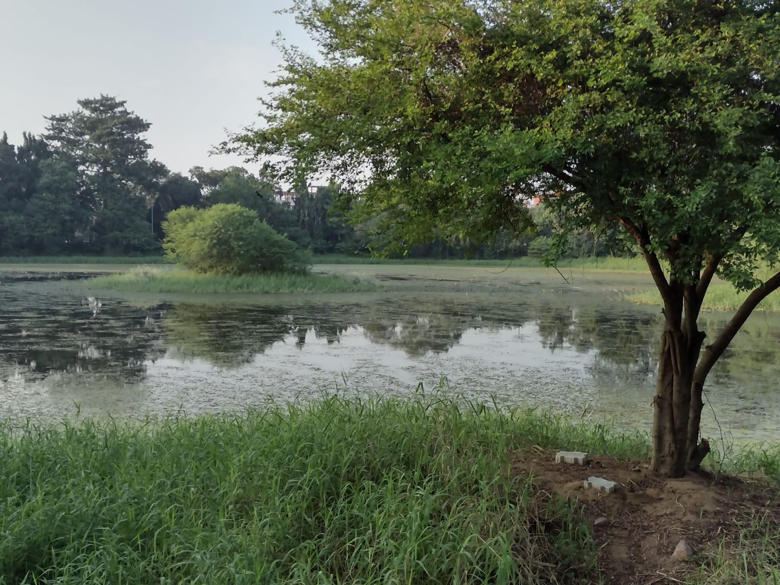 Migratory birds give a miss to Patna