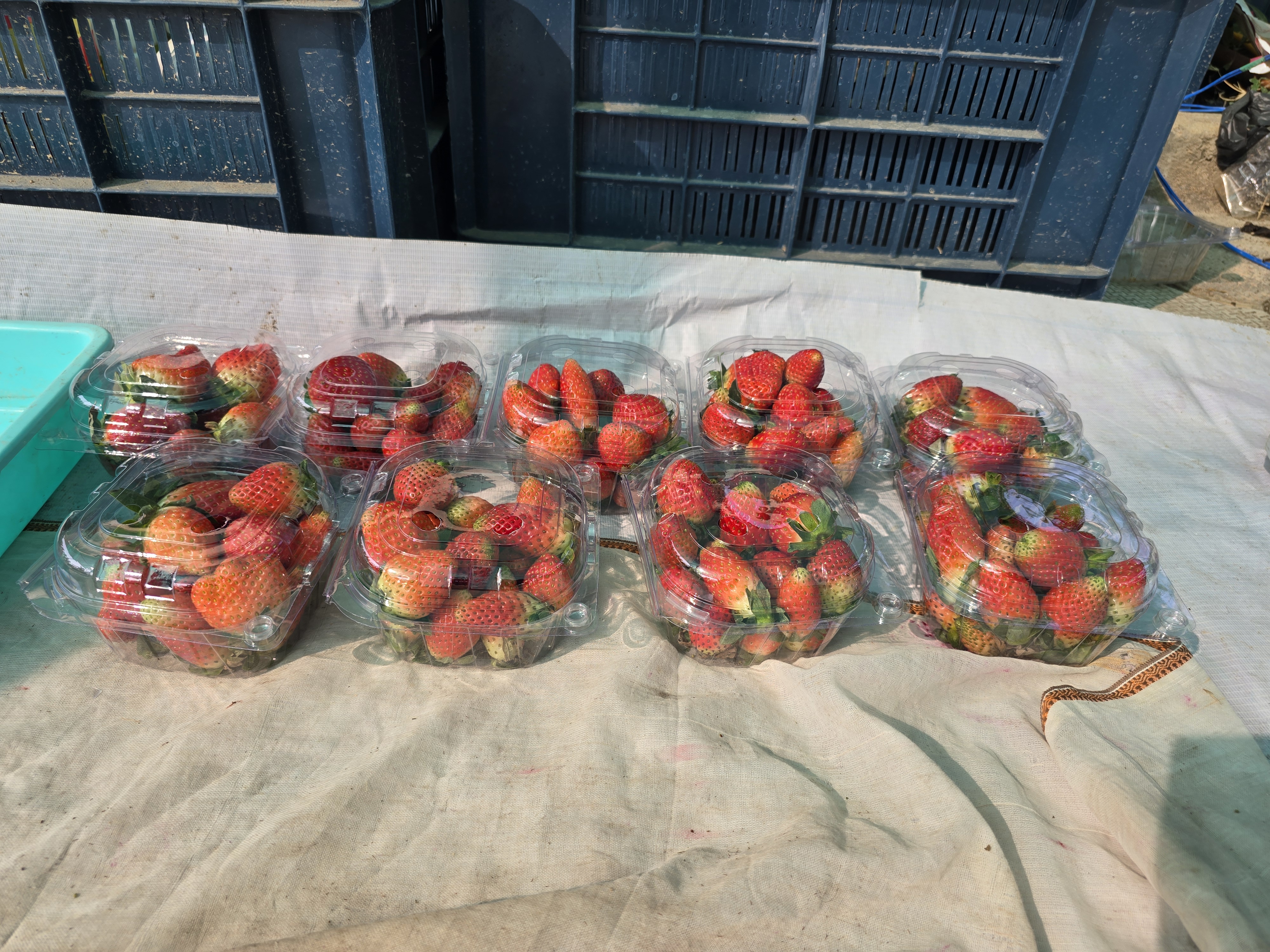 From Plastic Factory To Strawberry Fields How Two Friends Built A Thriving Farm In Balasore