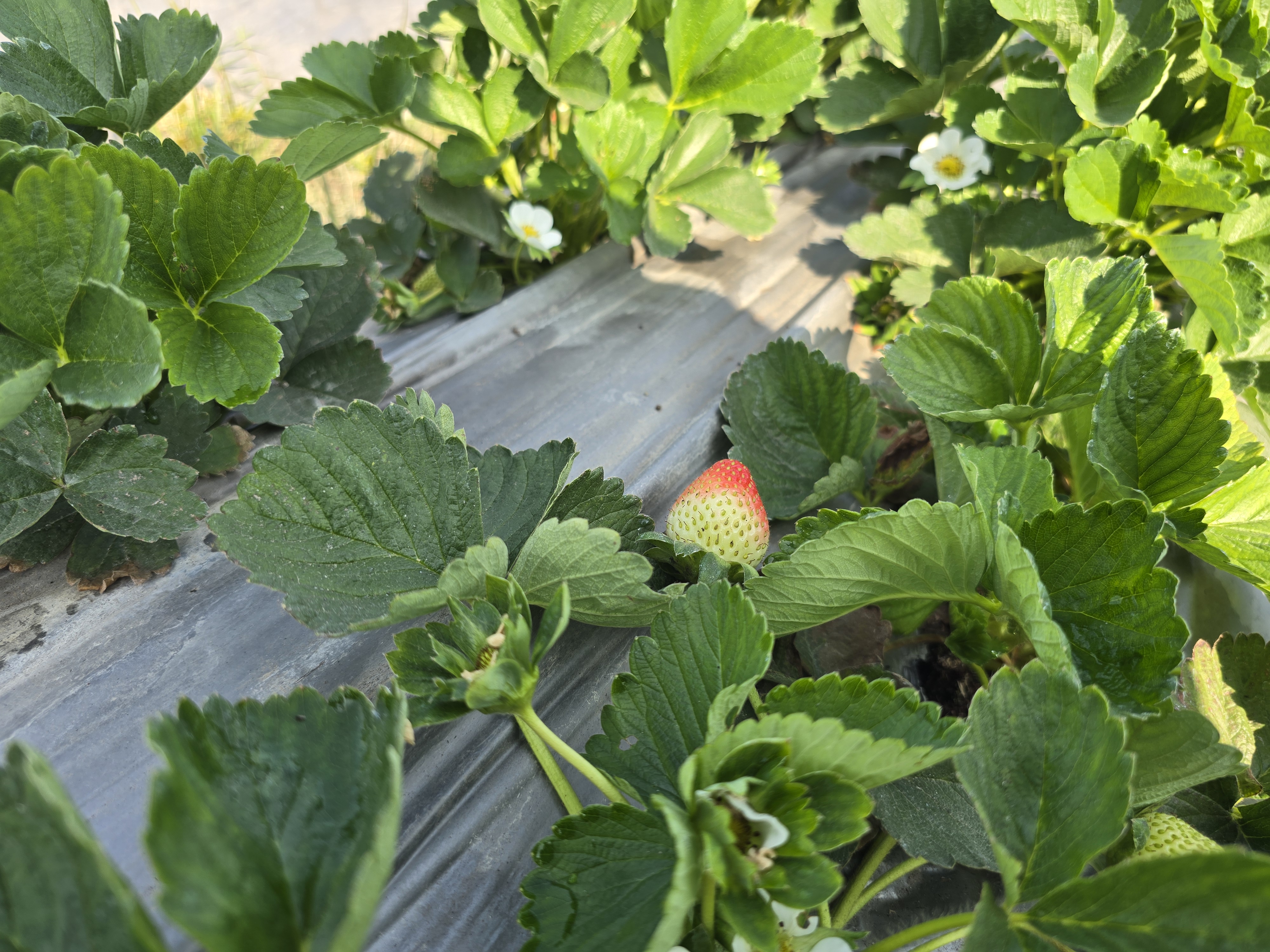 From Plastic Factory To Strawberry Fields How Two Friends Built A Thriving Farm In Balasore