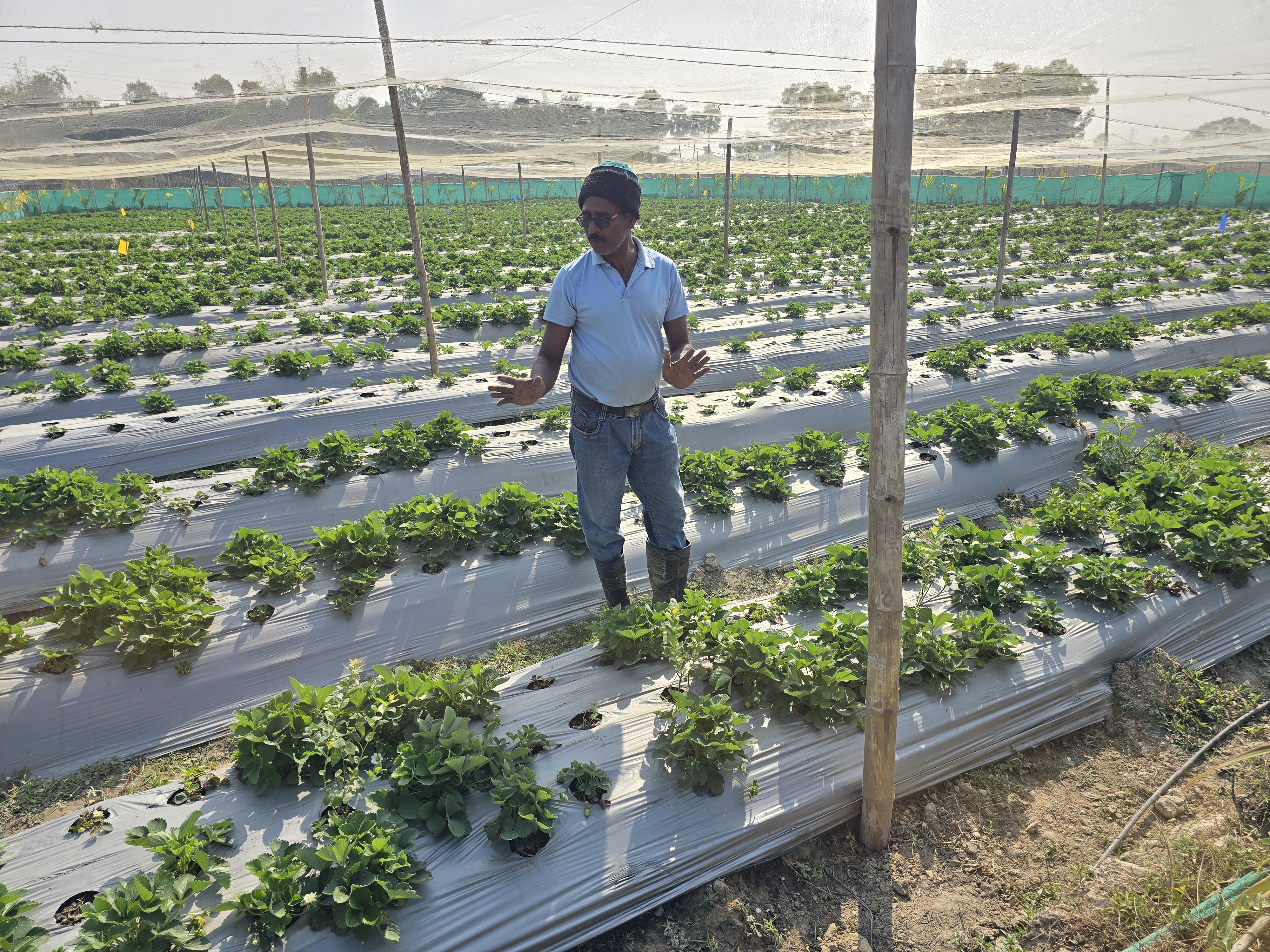 From Plastic Factory To Strawberry Fields How Two Friends Built A Thriving Farm In Balasore