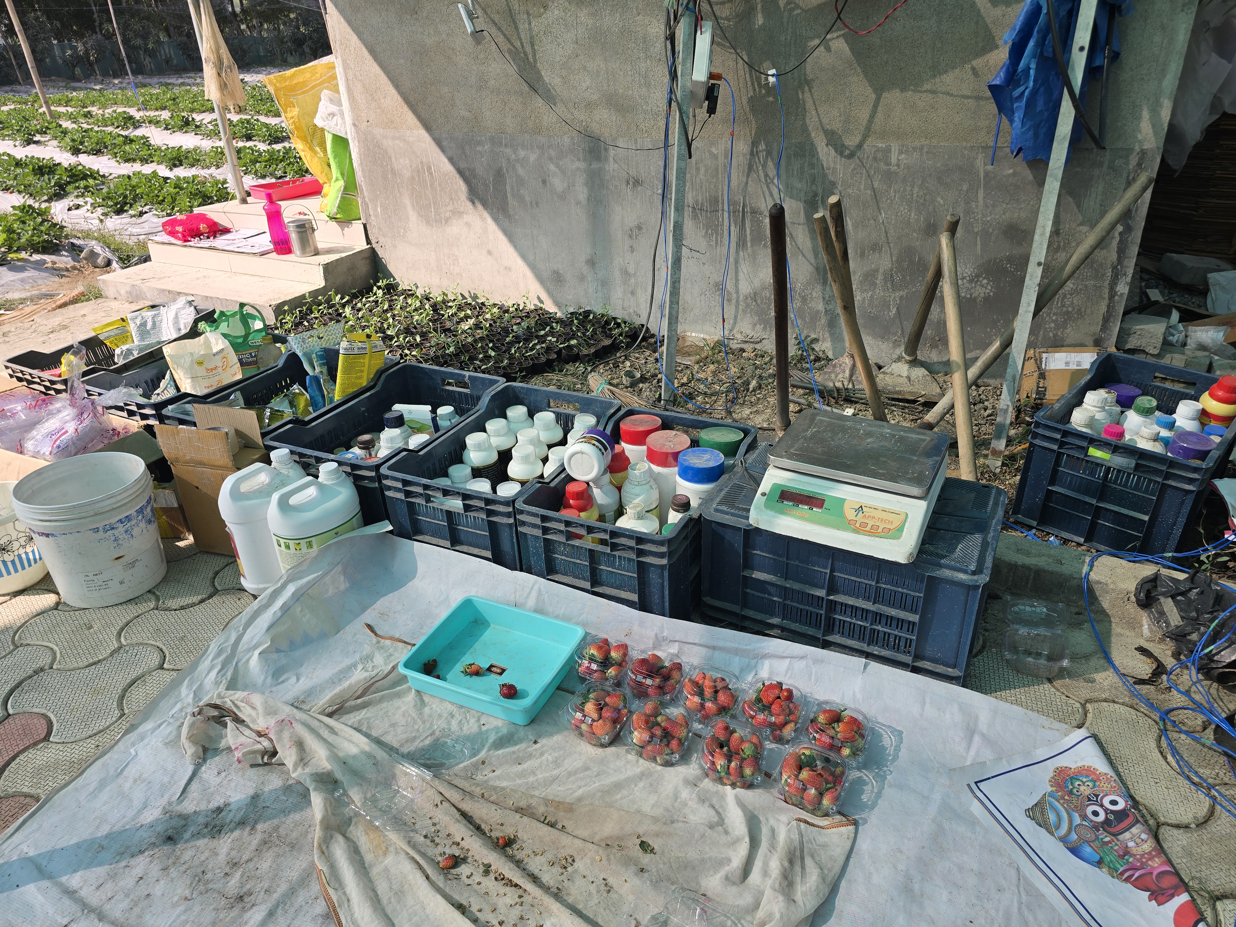 From Plastic Factory To Strawberry Fields How Two Friends Built A Thriving Farm In Balasore