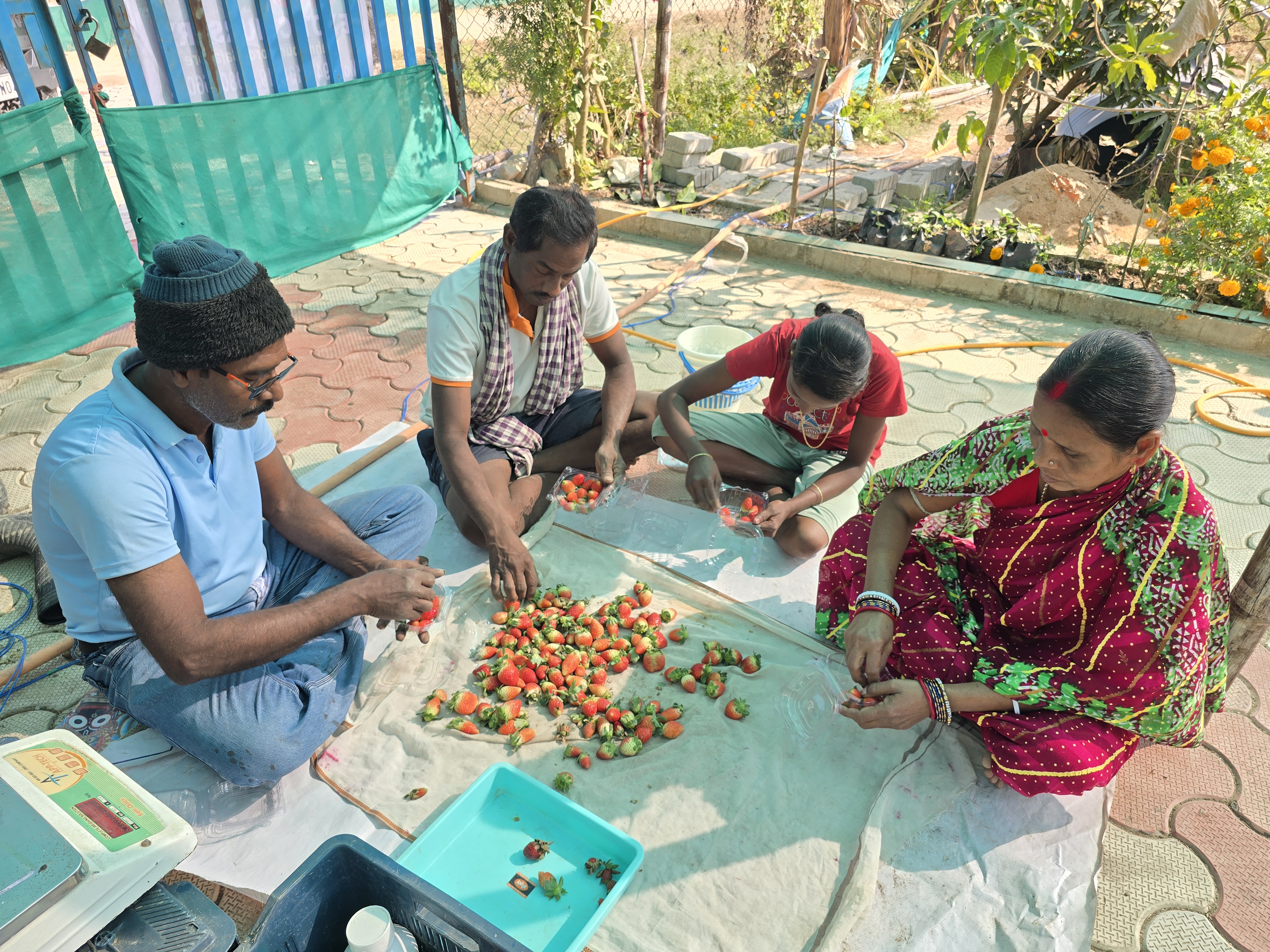 From Plastic Factory To Strawberry Fields How Two Friends Built A Thriving Farm In Balasore