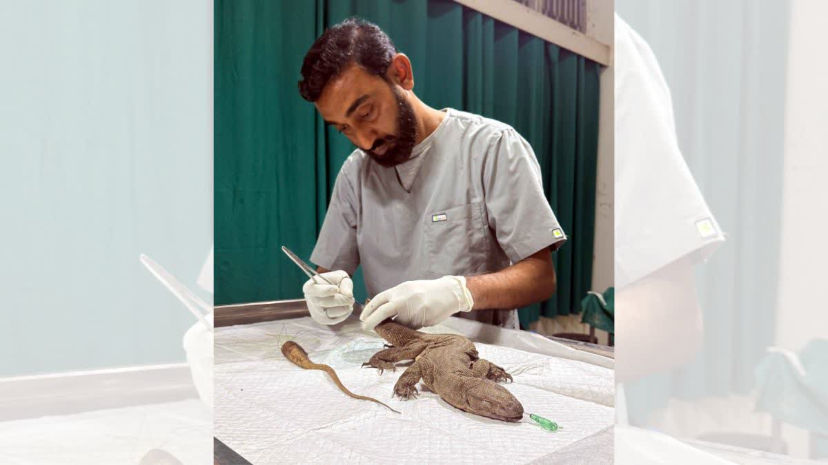 BHIWANI MONITOR LIZARD SURGERY
