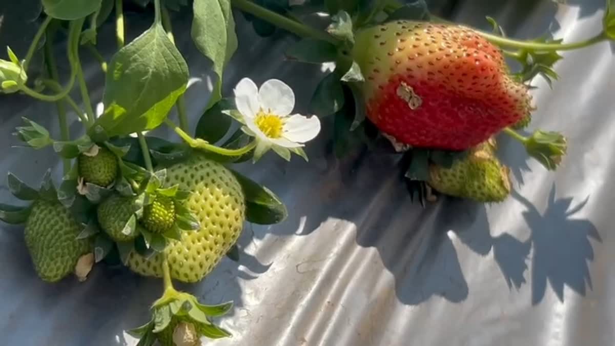 Strawberry cultivation in Latehar