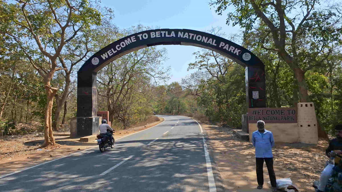 झारखंड वन विभाग मध्य प्रदेश से लाएगा 50 गौड़, बांधवगढ़ मॉडल पर आधारित योजना Jharkhand Forest Department