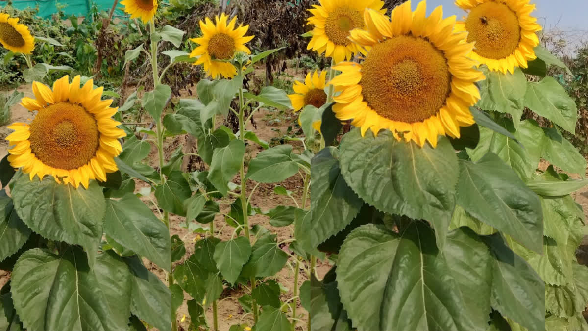 SHAHDOL SUNFLOWER CULTIVATION